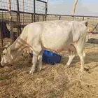 بقره للبيع
