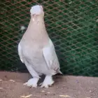 حمام تركي