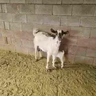 عنز بيشيه تحتها جفره بعمر يوم واحد