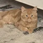 حي الراقي