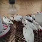 سمان بوب وايت الامريكي ابيض