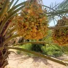 نشتري ثمار مزارع نخيل اخلاص وخضري ودخيني