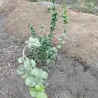 شتلات فل وياسيمن