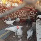 دجاج