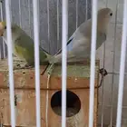 بيع ذكر روز على السوم