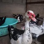 بط مسكوفي ذكور للبيع