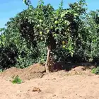 برتقال وليمون