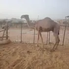 الأصل على غرنوق