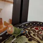 طير هدد علا السوم