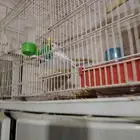 طيور البادجي صحه ممتازة و شرط انتاج