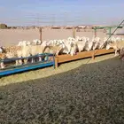 أعرض لكم غنم حريات جنب دفيع شرط ومضاريع