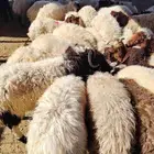 هرفي طيب توه وصل بري العلف شعير وبرسيم