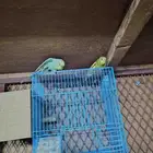 تم البيع