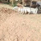 طليان حريات وتيوس للبيع وطيبه ما شاء الله للتواصل