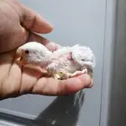 عرض اليوم فرخ روز البينو عيون حمر 115