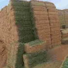 اكوام برسيم صافي ناعم صيفي