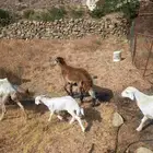 خروف للبيع