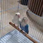 طقطق زوجين ابيض و ازرق