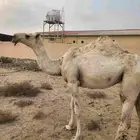 بكره للبيع عمرها سنتين و 10 شهور