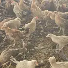 صوص بلدي فواتح عمر شهرين