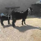 عنز عارضيه