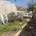 قشع نخل تقطيع شجر قص شجر تنظيف نخل