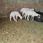 طليان رفد دواغير