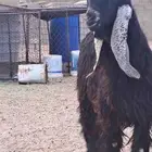 تيس عارضي خصم السن تو طلعت ثناياه