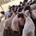 حلاق غنم وماعز مكينه
