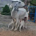 عنز مشروكه السن توها جمعت تحتها تيس وجفره