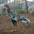 ديك ودجاجه باكستاني سندي