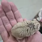 هامستر قزم صغار واناثي دافع ولادة