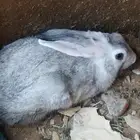 للبيع ارنب ذكر