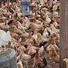 دجاج بلدي