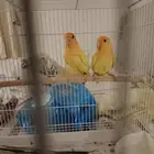 جوز روز جاهزين للانتاج و بيجهز العش