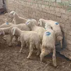 بهم رخال وطليان