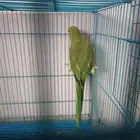 زوج دره للبيع