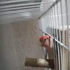 جوز روز للبيع