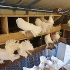 حمام رقاص هولندي 35جوز مع انتاجها للبيع .للتواصل