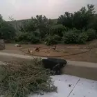 الدجاج للبيع