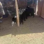 للبيع ضان حجر ولد