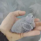 فرخ كنيور بلو شيك ((تم البيع))