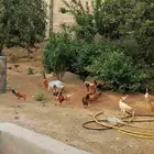 الدجاج للبيع