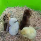 Chicken Chicks صيصان دجاج صحية ومتوفرة الآن