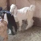 تيوس للبيع