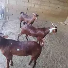 بسم الله تبارك الرحمن تيوس ثنيان ومشروطه من كل شي