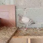 حمام