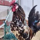 ديك حباحب