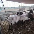 حلاق غنم مكينه تمير ثادق سدير