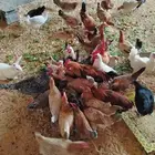 دجاج بلدي 8 دجاج 10 ديوك الصحه شرط ان شاء الله